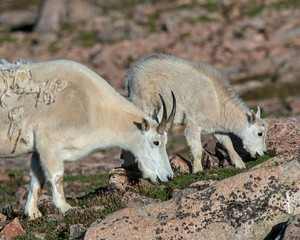 Mountain Goat in the Rocky Mountains