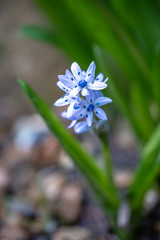 A bright blue hyacinth flower called hyacinthoides aristidis