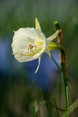 A yellow flower called a Narcissus 'Mary Poppins' 