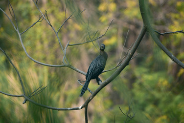 Obraz premium juvenile cormorant bird