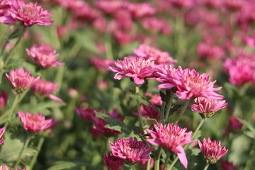 Beautiful flowers. Pink chrysanthemum, close up