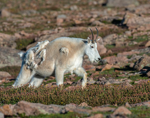 Mountain Goat in the Rocky Mountains