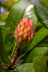 A bright orange bud of a magnolia tree