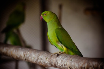 Rose-ringed Parakeet - Parrot