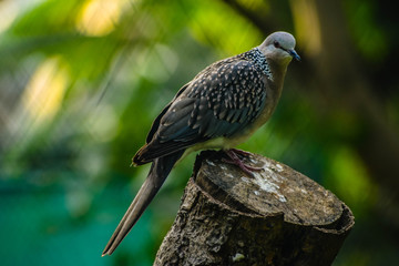 The spotted dove or (spilopelia chinensis) or mountain dove or pearl-necked dove or lace-necked dove or spotted turtle-dove.