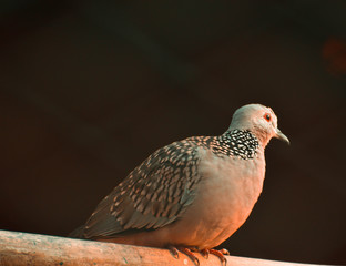 The spotted dove or (spilopelia chinensis) or mountain dove or pearl-necked dove or lace-necked dove or spotted turtle-dove.