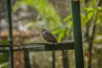 The spotted dove or (spilopelia chinensis) or mountain dove or pearl-necked dove or lace-necked dove or spotted turtle-dove.