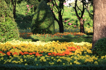 summer background with flower garden