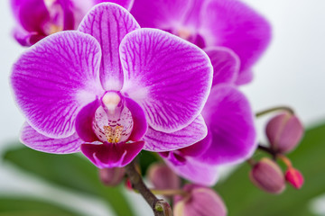 Fototapeta na wymiar Orchideeblüte 