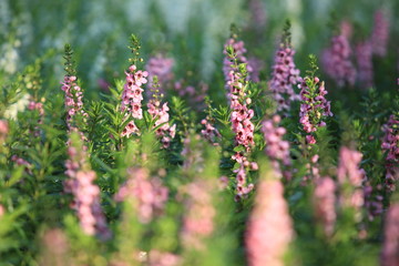 Obraz premium summer background with flower garden
