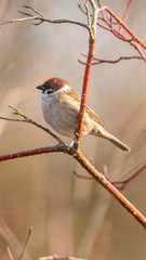 Common sparrow on the bush branch