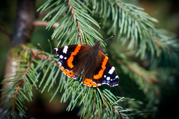 Red admiral butterfly on the brunch of fir tree