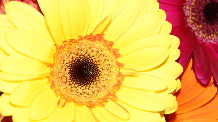 Obraz premium flowering garden plants: roses, gerberas, irises