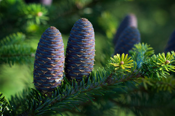 Fir cones are deployed to the top of the branch. Close up Photo .  Abies sibirica young cones. Nature background