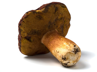 Isolated fresh raw porcini mushroom