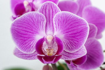 Fototapeta na wymiar knabenkräuter - Pinke Orchidee Blüte nahaufnahme