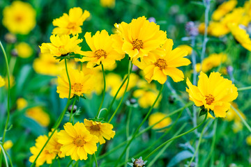 Yellow flowers in the meadow.