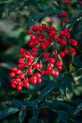 Bright red berries (Berberidaceae) on a green branch