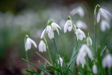 A field of snowdrops