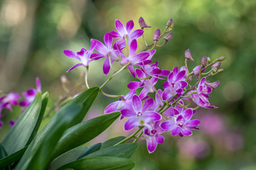 Beautiful pink and white orchids (dendrobium orchid) with a blurred green background