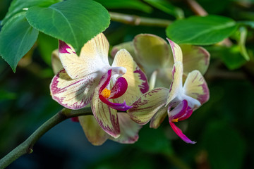 A closeup of pink and yellow orchids 