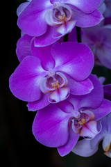 A closeup photo of bright purple orchids