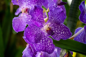 A closeup photo of bright purple and white speckled orchids