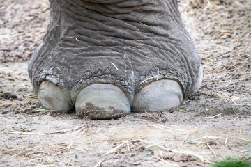 Obraz premium Elephant leg close-up