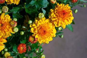 Close-up view of yellow chrysanthemums after the rain in the fall. Chrysanthemum flower in garden (autumn vivid background)