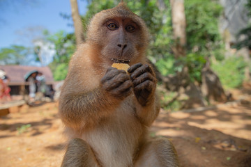 A portrait of a dining monkey, food crumbs scattered around his mouth. There are many such monkeys in Thailand. Photographed at wide angle.