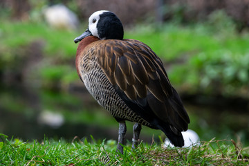 Single beauty duck bird in a field