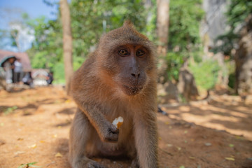 A portrait of a dining monkey, food crumbs scattered around his mouth. Looks in the eyes or in the camera. There are many such monkeys in Thailand. Photographed at wide angle.