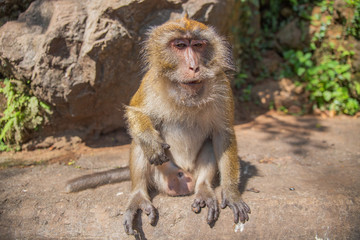 The monkey sitting on the stone. The monkey resting in the jungle.