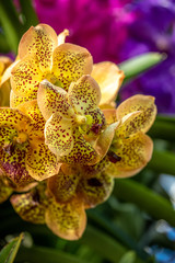 A closeup photo of bright yellow and orange speckled orchids