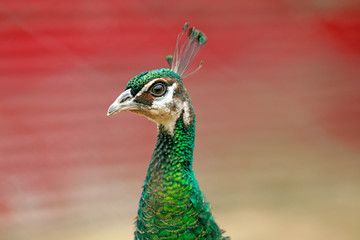peacock in a farm