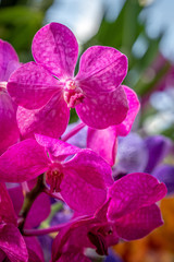 Bright pink orchids