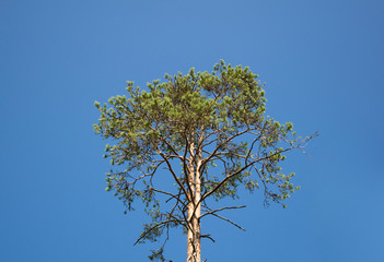 Tree on blue sky
