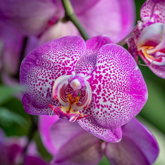 A closeup photo of bright speckled pink and white orchids