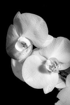 A black and white orchid photo