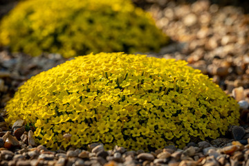 A cute yellow plant called dionysia tapetodes