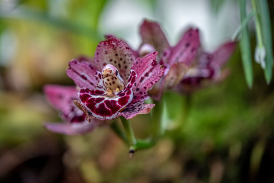 A closeup photo of maroon and white orchids in a garden