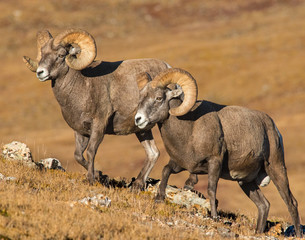 Bighorn Sheep in the Rocky Mountains
