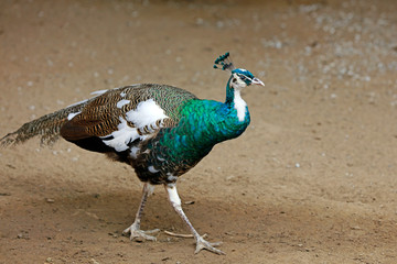 peacock in a farm