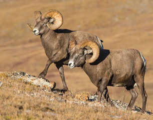 Bighorn Sheep in the Rocky Mountains