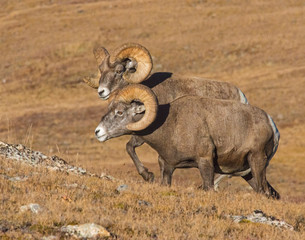 Bighorn Sheep in the Rocky Mountains
