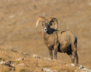 Naklejka na ściany i meble Bighorn Sheep in the Rocky Mountains