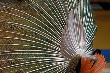 Peacock tail close-up