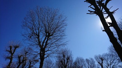 冬の青空と木々