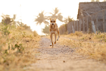 Fototapeta premium running dog