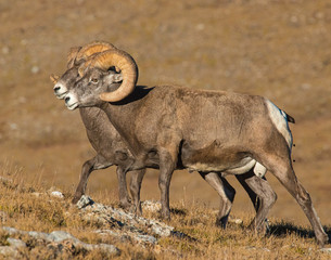 Bighorn Sheep in the Rocky Mountains
